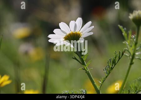 Gros plan, plan en bas angle d'une Marguerite blanche dans un pré vert, montrant le dessous délicat de ses pétales et du centre jaune contre un bokeh doux. Banque D'Images