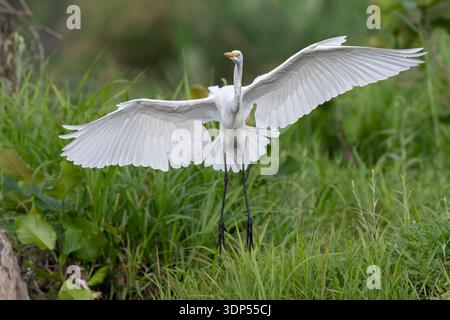 La grande aigrette, Ardea alba, aux ailes déployées. Aussi la grande aigrette blanche Banque D'Images