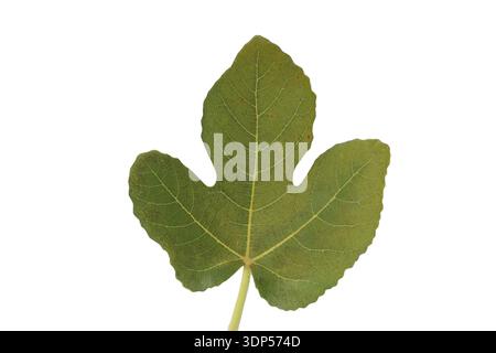 gros plan sur la fleur de coton Banque D'Images