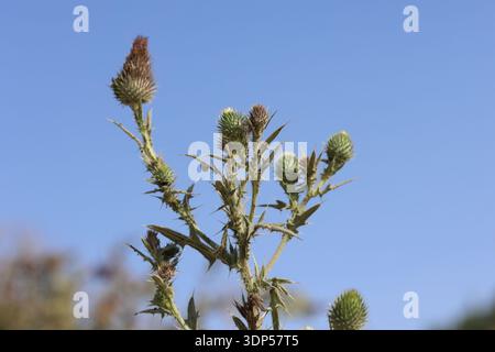 Chardon commun ou chardon boeuf (Cirsium vulgare) Banque D'Images
