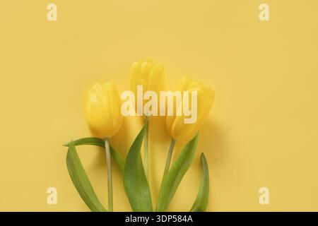 Tulipes jaunes fraîches sur fond jaune monochrome brillant. Composition florale printanière minimale avec espace de copie. Journée des femmes. Banque D'Images
