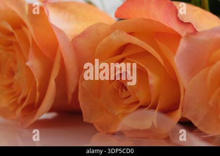 Gros plan d'un bourgeon de rose orange. Texture détaillée des pétales aux bords rosâtres. Douce abstraction florale, macro Banque D'Images