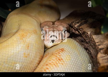un constricteur de boa à queue rouge glisse sa tête le long de son long corps - peut-être pour protéger sa tête. 09/2018 Banque D'Images