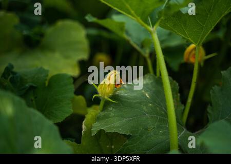 La fleur de courge commence juste à s'ouvrir sur sa vigne Banque D'Images