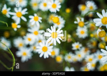Champ de marguerites blanches fleurissant en été Banque D'Images