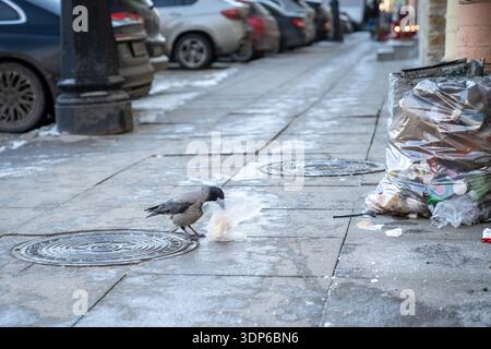 Corbeau commun a trouvé un sac en plastique dans la rue avec des restes de nourriture et picotant un petit pain avec bec. Banque D'Images
