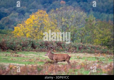 Cerf de cerf rouge (Cervus elaphus) debout dans le parc ouvert de Bradgate Park, Charnwood Forest, Leicestershire, Angleterre, Royaume-Uni à l'automne 2025. Banque D'Images