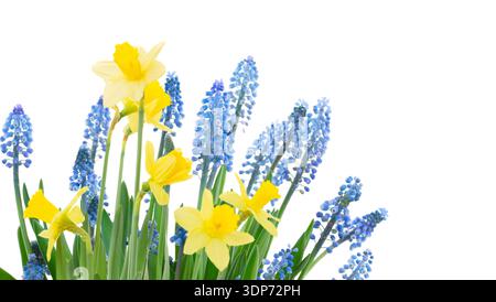 Fleurs dans un vase narcisse Banque D'Images
