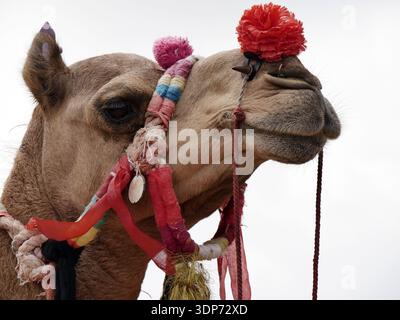 Portrait vue de côté d'un dromadaire chameau du désert du Thar au Rajasthan, avec décoration et ornement pour le festival de Jodhpur, Inde Banque D'Images