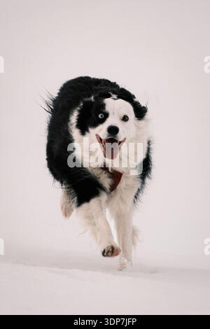 Énergique Border Collie courir dans la neige avec les yeux bleus et bruns Banque D'Images