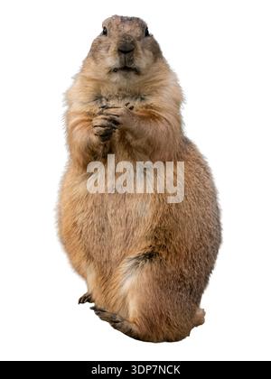 Chien de prairie, Cynomys, gros plan debout et regardant un léger angle de fond blanc Banque D'Images