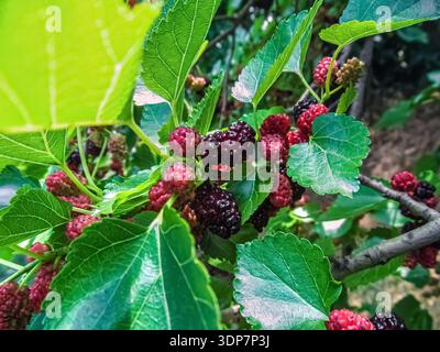 Mûres mûres à divers stades sur la branche avec des feuilles vertes dans le jardin. Fruits de mûrier noir et rouge suspendus parmi le feuillage frais Banque D'Images