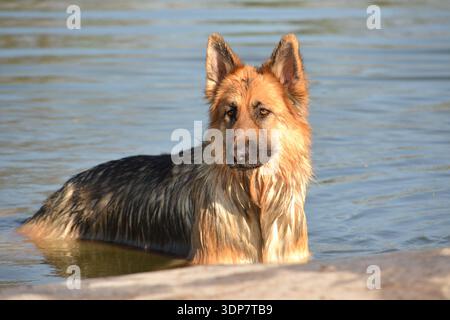 Berger allemand à poil long debout au plus profond de la poitrine dans une eau calme par une journée d'été ensoleillée, fourrure humide et expression alerte, cadre naturel en plein air. Banque D'Images