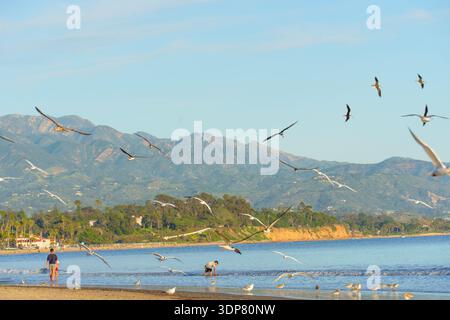 Santa Barbara, Californie - 29 décembre 2025 : scène vibrante sur la plage de Santa Barbara avec des gens qui apprécient l'eau, de nombreux goélands en vol et sur le th Banque D'Images
