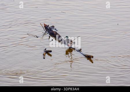 Un canard colvert mâle vibrant perché sur une branche d'arbre altérée, flottant paisiblement sur la surface calme d'une rivière. Banque D'Images