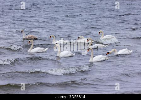 Une foule de neuf cygnes muets « Cygnus olor » nagez dans les eaux froides et agitées du lac « Lough Ennell » par temps orageux. Oiseaux gracieux avec des plumes blanches. Irlande Banque D'Images