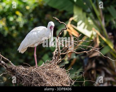 Une cuillère africaine, Platalea alba, au nid. Banque D'Images