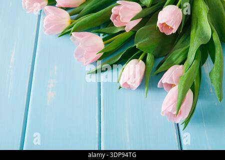 Tulipes roses disposées sur une surface en bois bleu créez un affichage simple mais beau au printemps Banque D'Images