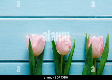 Tulipes roses disposées en rangée sur un fond en bois bleu Banque D'Images