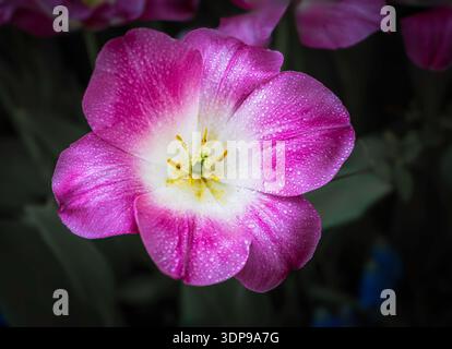Gros plan extrême d'une fleur de tulipe rose et blanche (Tulipa) avec des gouttes de rosée matinale sur ses pétales. Banque D'Images