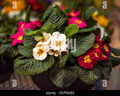Gros plan de Primula vulgaris montrant des feuilles vertes texturées et des fleurs printanières multicolores. Banque D'Images