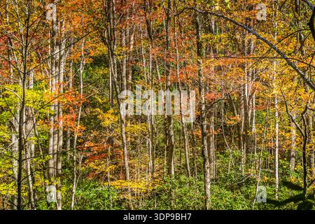 Une forêt avec des arbres dans différentes nuances de vert et orange. Les arbres sont grands et feuillus, et les feuilles changent de couleur. La scène est paisible et Ser Banque D'Images