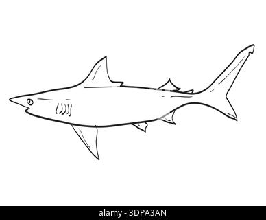 Dessin illustration de style croquis d'un requin à pointe noire de l'Atlantique ou Carcharhinus limbatus espèce de poisson originaire de la Nouvelle-Angleterre et du milieu de l'Atlantique sur isolat Banque D'Images