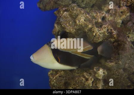 Poisson-déclencheur du lagon Rhinecanthus aculeatus, également connu sous le nom de Triggerfish Picasso Barbed aculeatus Banque D'Images