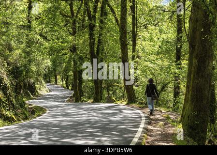 Une personne marche seule sur un chemin forestier serein dans le parc national transfrontalier Peneda-Geres à la frontière espagnole, entouré d'arbres verdoyants und Banque D'Images