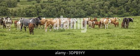 Vaches dans un pré vert herbacé au printemps Banque D'Images