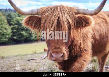 Gros plan sur des bovins écossais des Highlands dans un pré ensoleillé Banque D'Images