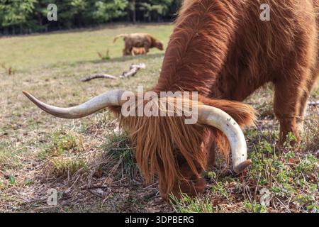 Gros plan sur des bovins écossais des Highlands dans un pré ensoleillé Banque D'Images