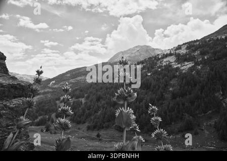 Une vue panoramique sur Derborence, en Suisse, avec des plantes à fleurs et des montagnes. Banque D'Images