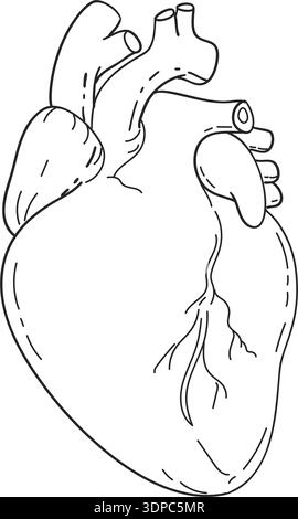 Illustration au trait de l'anatomie du coeur humain montrant les deux chambres supérieures de l'oreillette gauche et de l'oreillette droite et les deux chambres inférieures gauche et droite Banque D'Images