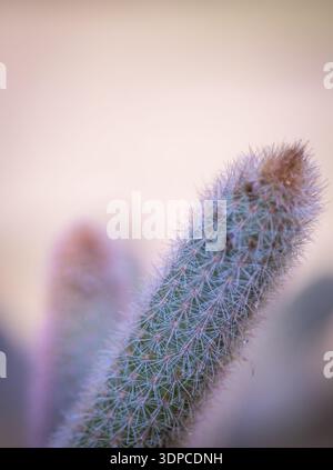 Gros plan de petits cactus aux épines délicates montrant des tons rose pastel et bleu dans une mise au point douce Banque D'Images