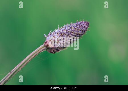 Gros plan d'une tête de fleur de plante de Ribwort (Plantago lanceolata) montrant la structure détaillée de la graine sur fond bokeh vert Banque D'Images