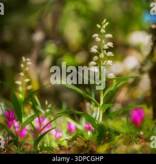 Helleborine à feuilles étroites (Cephalanthera longifolia) au printemps, Orchidée sauvage blanche Sardaigne, Italie Santulussurgiu, Oristano Banque D'Images