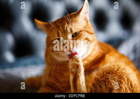 chat orange gingembre lèche ses pattes et lèche les cheveux, se lave sur blanc noir Banque D'Images