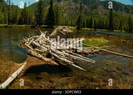 Scène de nature paisible. Cadre calme et sauvage offrant une vue imprenable sur la forêt Banque D'Images