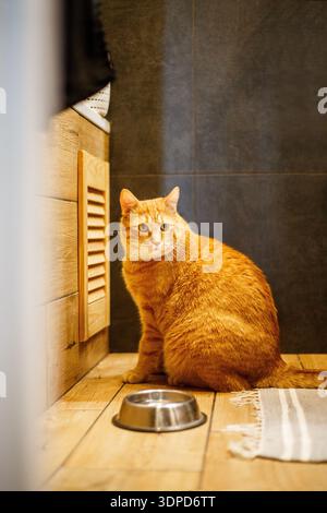 le chat au gingembre mange de la nourriture sèche pour chat dans un bol sur le sol à la maison. Gingembre style de vie drôle Kitty sur le régime Banque D'Images