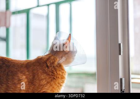 Portrait de chat rayé rouge avec collier élisabéthain sur le rebord de la fenêtre après castration, gros plan Banque D'Images