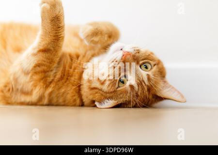 Gros chat gingembre repose sur un fond blanc. Chat rouge prendre se détendre et dormir. Chat pour la publicité alimentaire. Banque D'Images