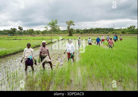TAMIL NADU, INDE - octobre 2025 - désherbage du champ de riz dans la ferme Annapurna, Auroville. Banque D'Images