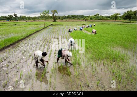 TAMIL NADU, INDE - octobre 2025 - désherbage du champ de riz dans la ferme Annapurna, Auroville. Banque D'Images