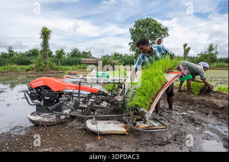 TAMIL NADU, INDE - octobre 2025 - repiquage de plants de riz dans la ferme Annapurna, Auroville. Banque D'Images