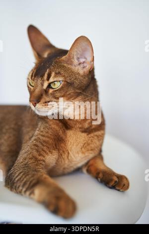 Magnifique chat Bengale assis sur une chaise Banque D'Images