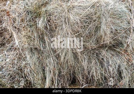 Le foin comme fond organique et naturel. Herbe sèche comme texture de fond créative. Banque D'Images