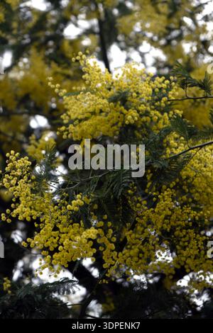 Arbre mimosa fleurissant avec des fleurs jaune vif au printemps Banque D'Images