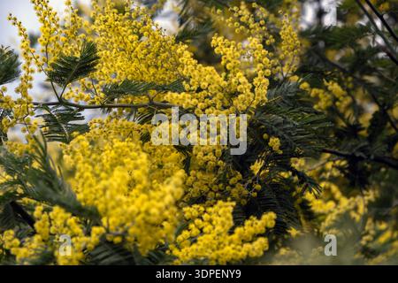 Arbre mimosa fleurissant avec des fleurs jaune vif au printemps Banque D'Images