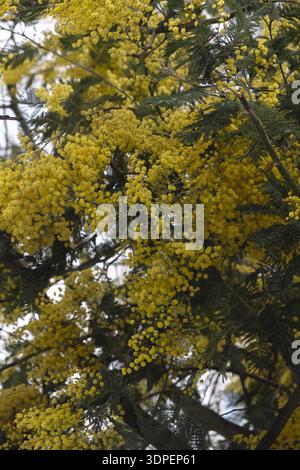 Arbre mimosa fleurissant avec des fleurs jaune vif au printemps Banque D'Images